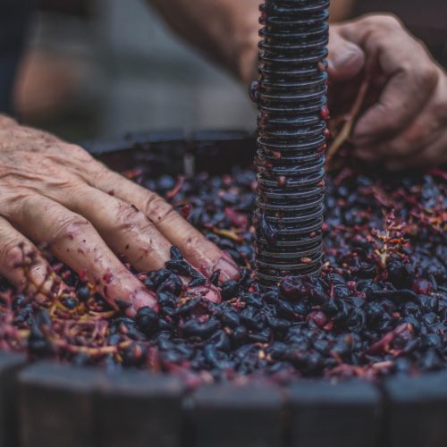 red wine grapes