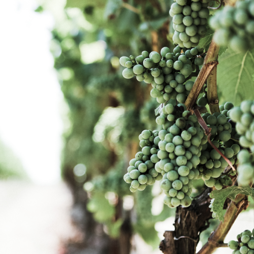 white wine grapes